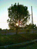 A low resolution, dithered photograph of a tree, with a sunset poking through the branches of the tree.